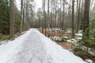 turist iz kış orman