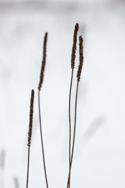 dondurulmuş soyut ağaç dalları ve çim