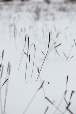 dondurulmuş soyut ağaç dalları ve çim