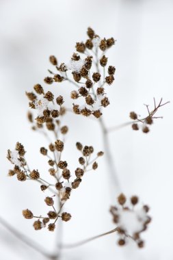 dondurulmuş soyut ağaç dalları ve çim