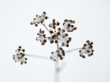 dondurulmuş soyut ağaç dalları ve çim