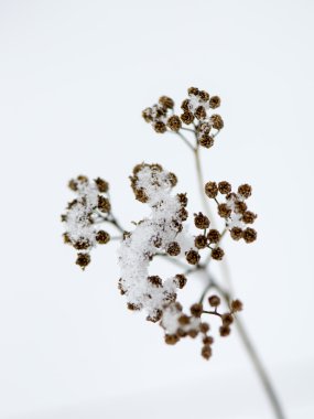 dondurulmuş soyut ağaç dalları ve çim