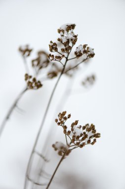 dondurulmuş soyut ağaç dalları ve çim