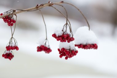 frost ile karda kırmızı meyveler