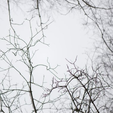 dondurulmuş soyut ağaç dalları ve çim