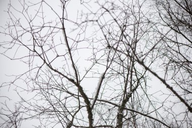 dondurulmuş soyut ağaç dalları ve çim