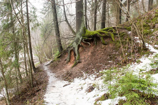 冬の森の観光トレイル — ストック写真