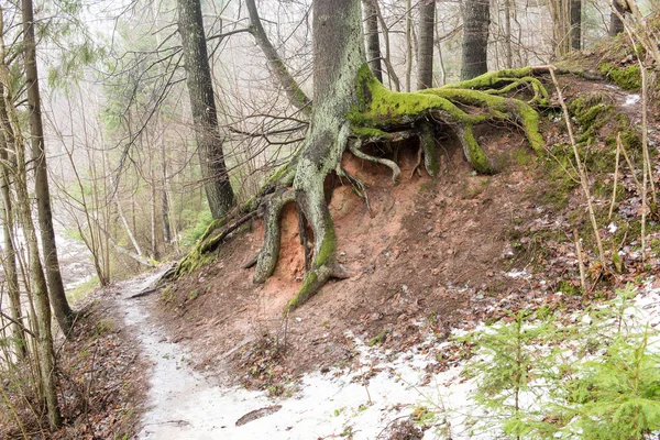 A téli erdő a turistaúton — Stock Fotó
