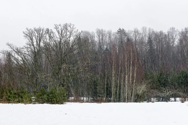 Bosque nevado de invierno con árboles cubiertos de nieve — Foto de Stock