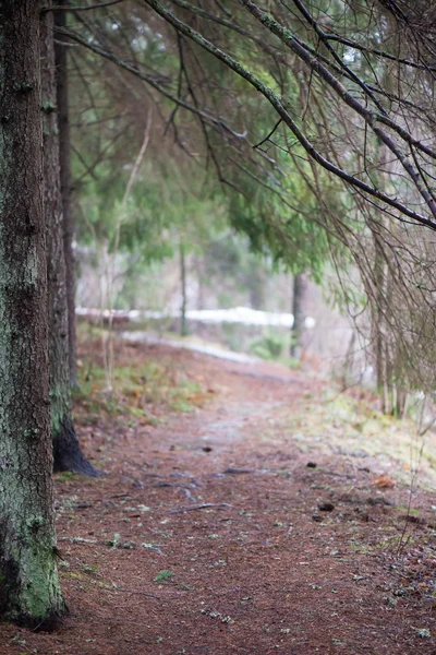 Forêt enneigée d'hiver avec arbres enneigés — Photo