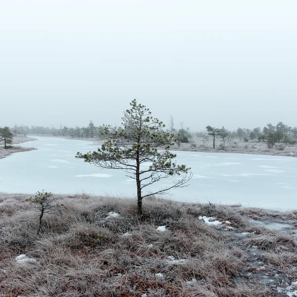 Śnieżny krajobraz w mroźny zimowy bog — Zdjęcie stockowe