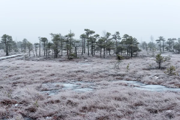 Besneeuwde landschap in ijzig winter moeras — Stockfoto