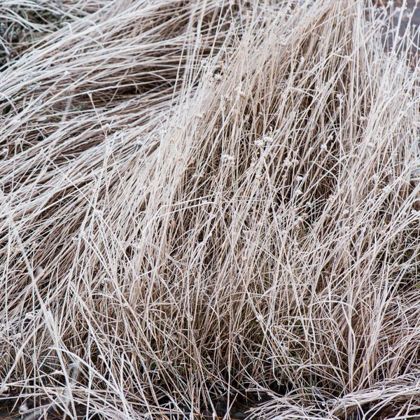 Frusna abstrakt trädgrenar och gräs — Stockfoto