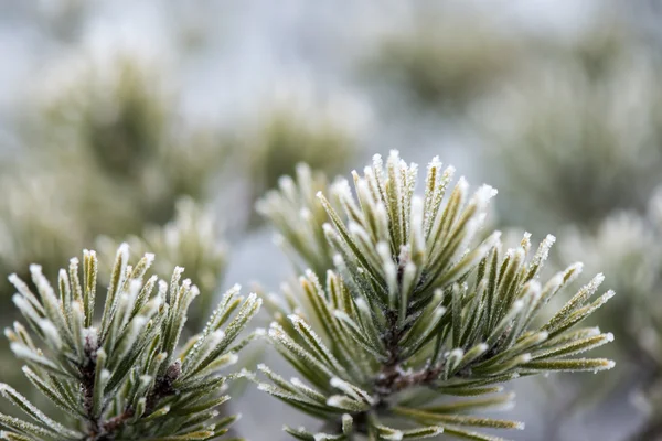 Pine tree close-up met vorst — Stockfoto