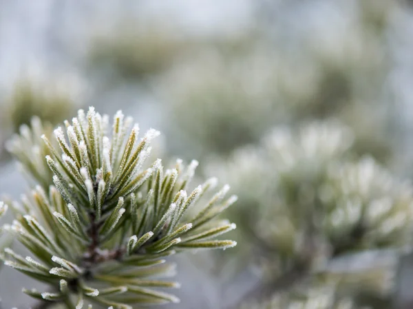 Pine tree close-up met vorst — Stockfoto