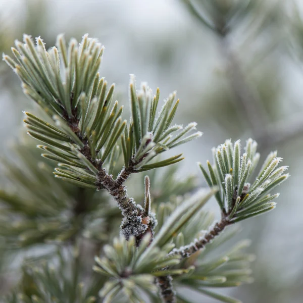 Pine tree closeup with frost — Stock Photo, Image