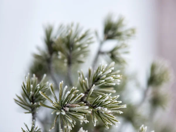 Pine tree närbild med frost — Stockfoto