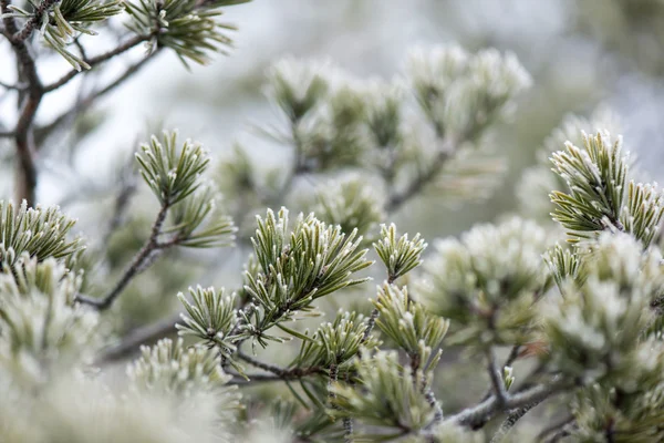 Pine tree close-up met vorst — Stockfoto