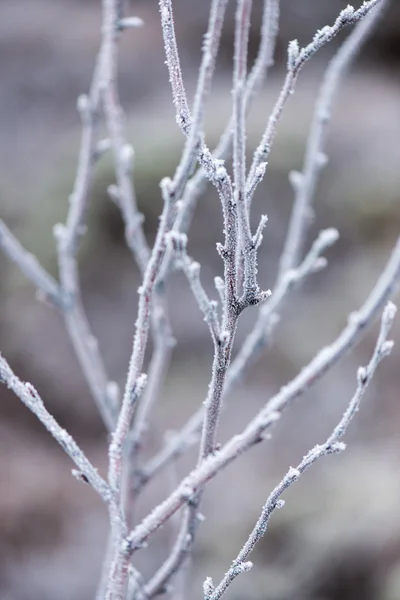 Rami d'albero astratti congelati ed erba — Foto Stock