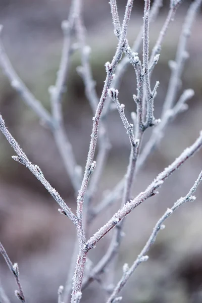 冷凍の抽象的な木の枝や草 — ストック写真