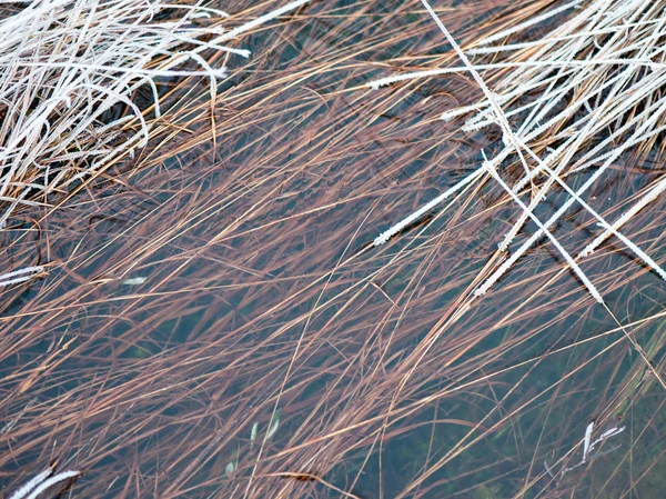 Textures abstraites congelées dans la glace — Photo