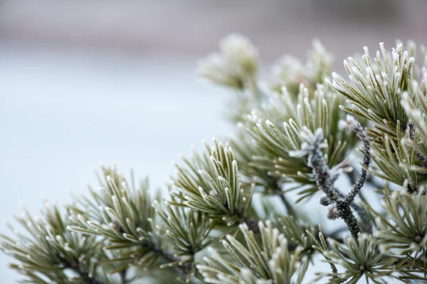 Pine tree closeup with frost — Stock Photo, Image