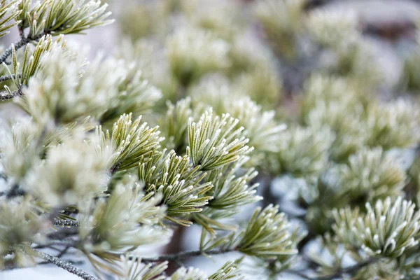 Pin gros plan avec givre — Photo