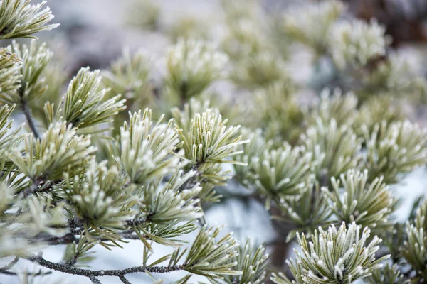 Fenyő fa Vértes, a frost — Stock Fotó