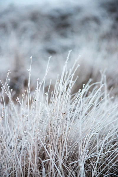 Frusna abstrakt trädgrenar och gräs — Stockfoto