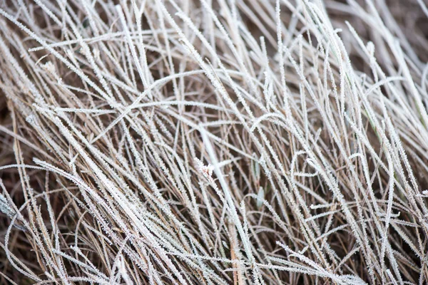Замороженные ветви деревьев и трава — стоковое фото