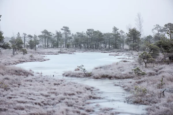 Besneeuwde landschap in ijzig winter moeras — Stockfoto