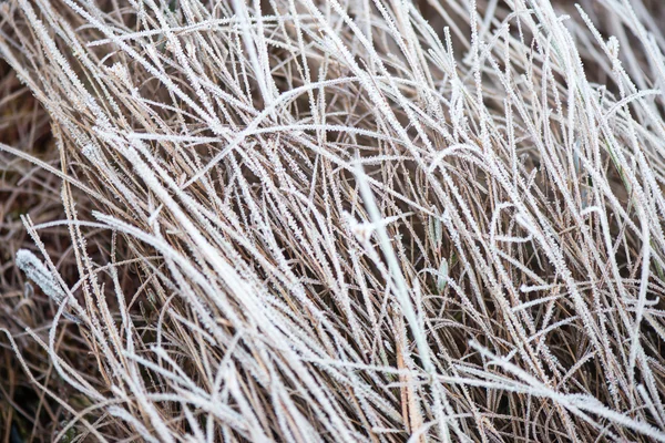 Gefrorene abstrakte Äste und Gras — Stockfoto