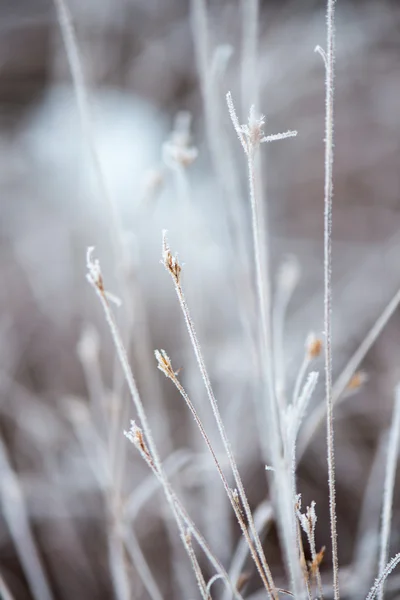 Frozen abstract tree branches and grass — Stock Photo, Image