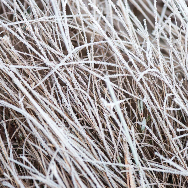 Gefrorene abstrakte Äste und Gras — Stockfoto