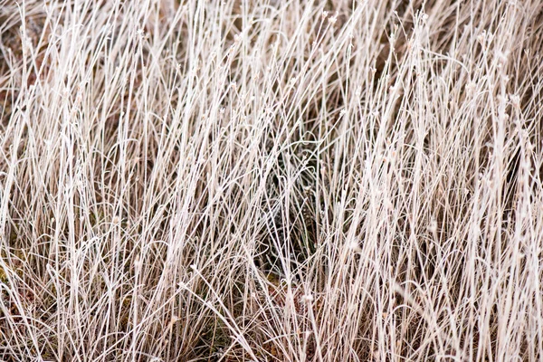 Ramas abstractas congeladas del árbol y hierba — Foto de Stock