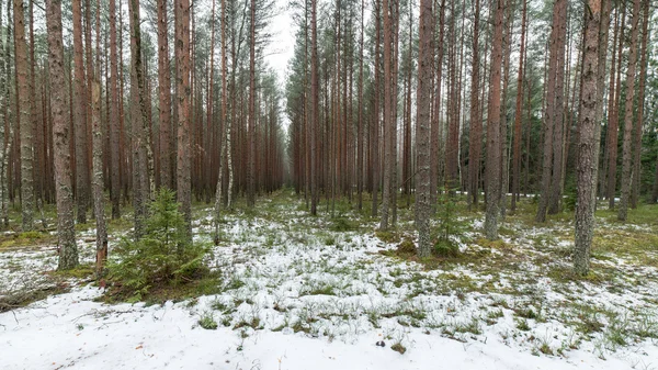 Foresta invernale innevata con alberi innevati — Foto Stock