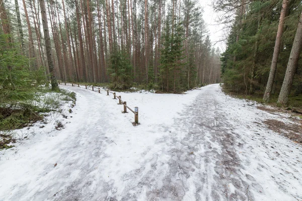 Trilha turística na floresta de inverno — Fotografia de Stock