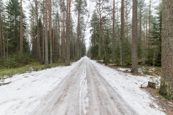 Trilha turística na floresta de inverno — Fotografia de Stock