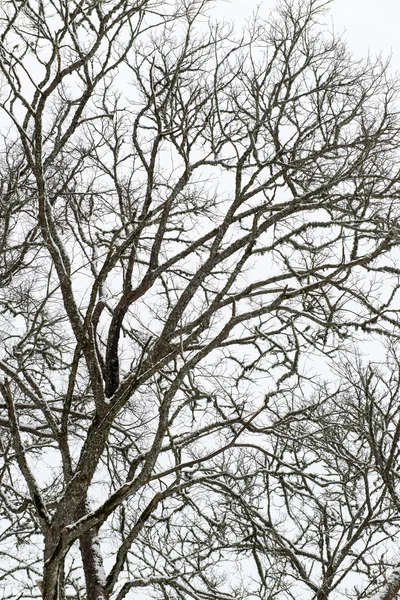 Rami d'albero astratti congelati ed erba — Foto Stock