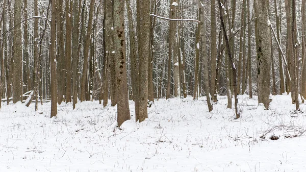 Forêt enneigée d'hiver avec arbres enneigés — Photo