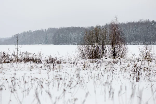 눈덮인 숲 속의 눈덮인 겨울 숲 — 스톡 사진