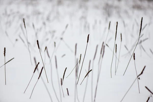 Bevroren abstracte takken en gras — Stockfoto