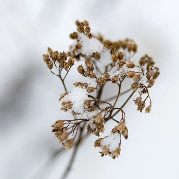 Abstrato congelado ramos de árvores e grama — Fotografia de Stock