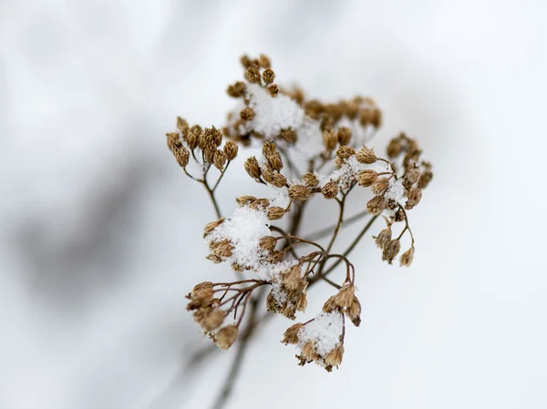 Abstrato congelado ramos de árvores e grama — Fotografia de Stock