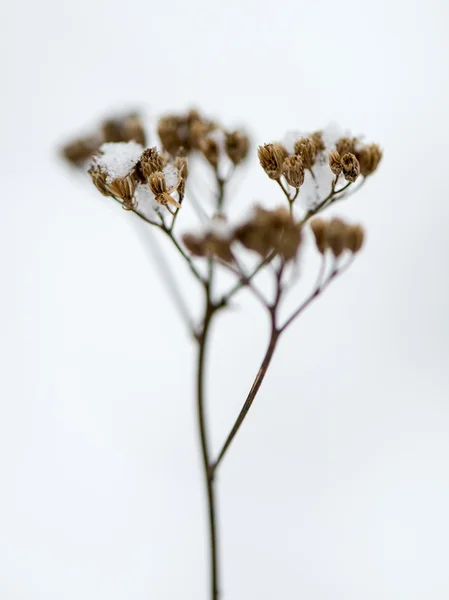 Gefrorene abstrakte Äste und Gras — Stockfoto