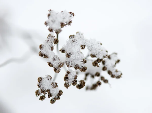Abstrato congelado ramos de árvores e grama — Fotografia de Stock