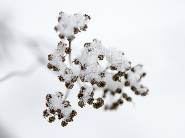 frozen abstract tree branches and grass