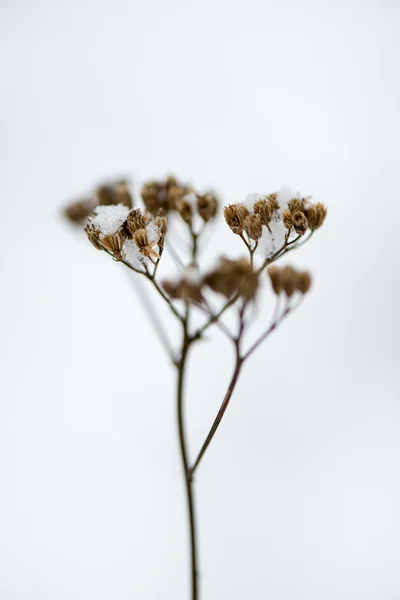 Bevroren abstracte takken en gras — Stockfoto