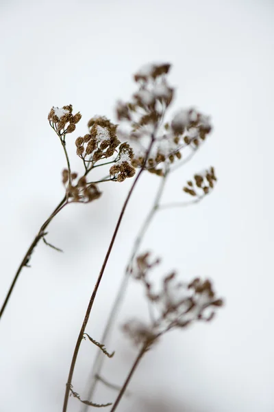 Abstrato congelado ramos de árvores e grama — Fotografia de Stock