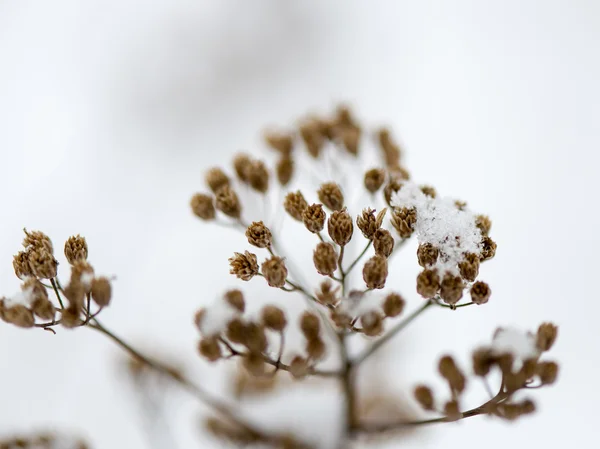 Gefrorene abstrakte Äste und Gras — Stockfoto